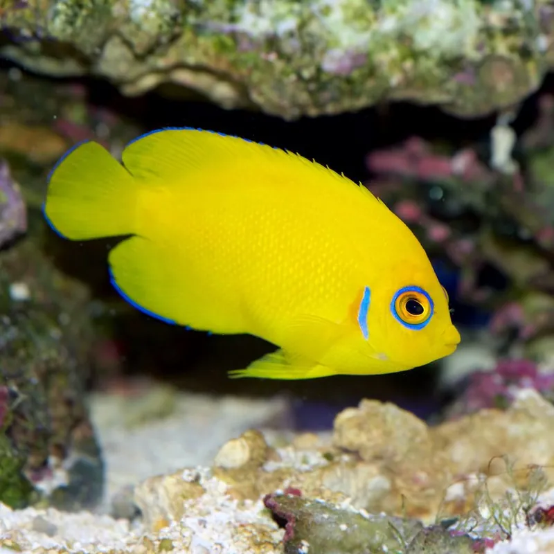 Centropyge flavissima - Zitronen-Zwergkaiserfisch Expressversand