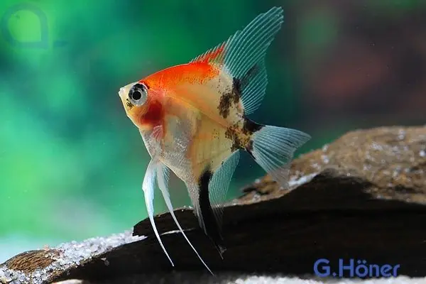 Koi Skalar - Pterophyllum scalare Geprüft