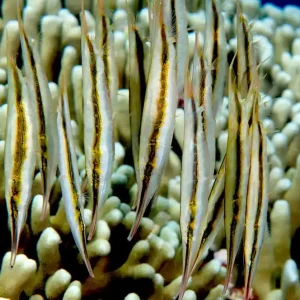 Begrenztes Angebot Aeoliscus strigatus - Rasiermesserfisch