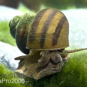 Schneller Versand Sumpfdeckelschnecke - Viviparus viviparus