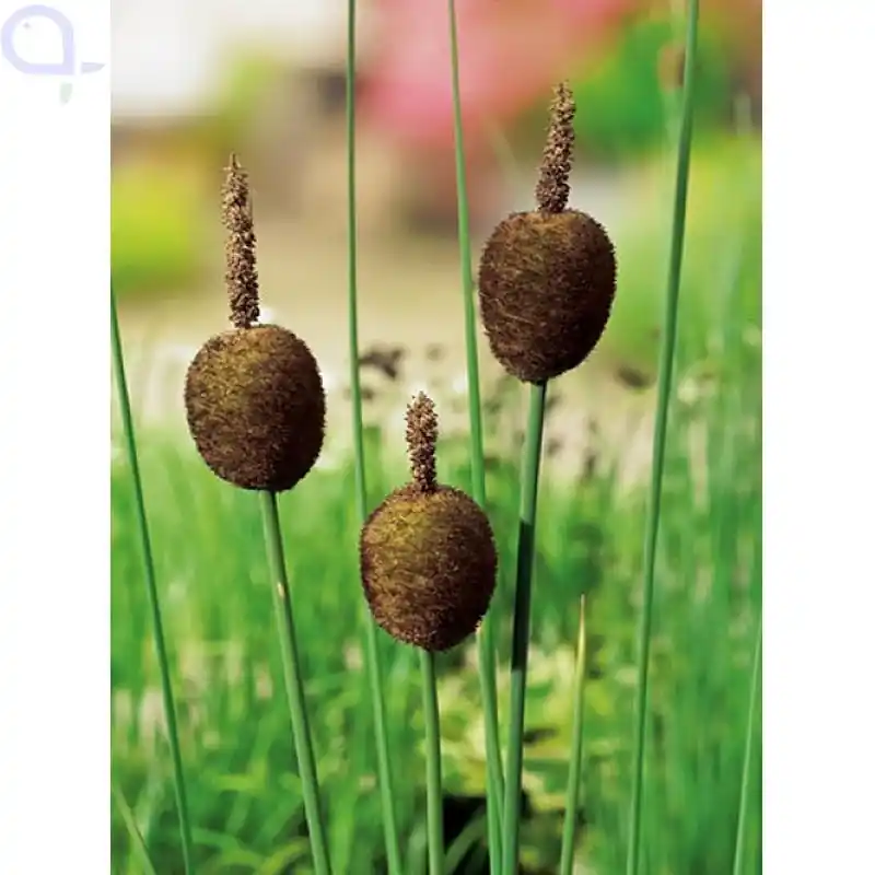 Typha minima - Zwerg-Rohrkolben Meistverkauft
