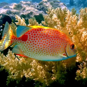 Billig Siganus guttatus - Gefleckter Kaninchenfisch