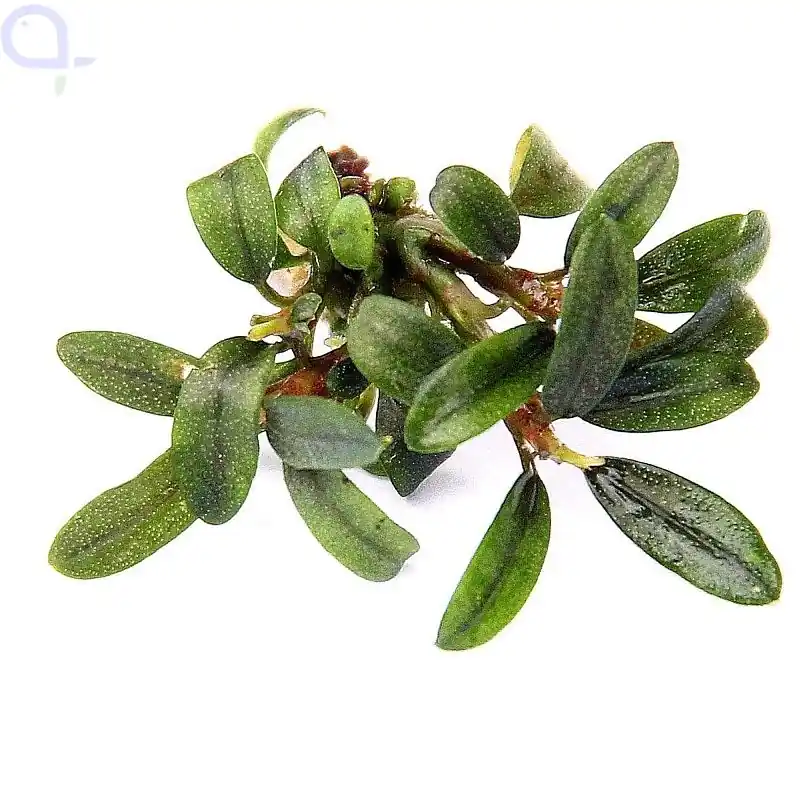 Ausverkauf Bucephalandra micrantha Needle Leaf In-Vitro