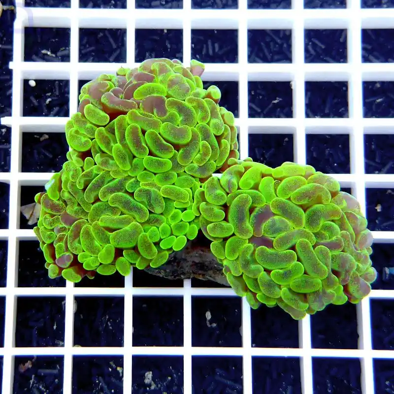 Euphyllia paraancora - Toxic Green Markenware
