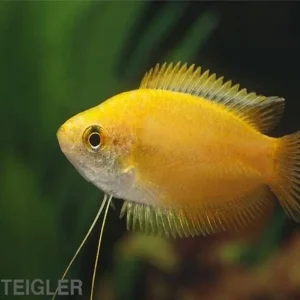 Goldener Honiggurami - Trichogaster (Colisa) chuna Neue Kollektion
