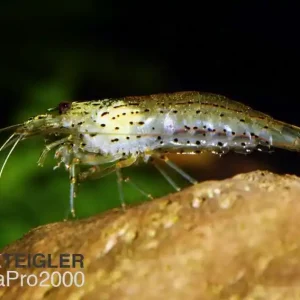 10 Amanogarnelen + 1 GRATIS - Caridina multidentata - XL Direkt Vom Hersteller