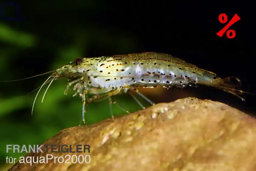 10 Amanogarnelen + 1 GRATIS - Caridina multidentata - XL Direkt Vom Hersteller
