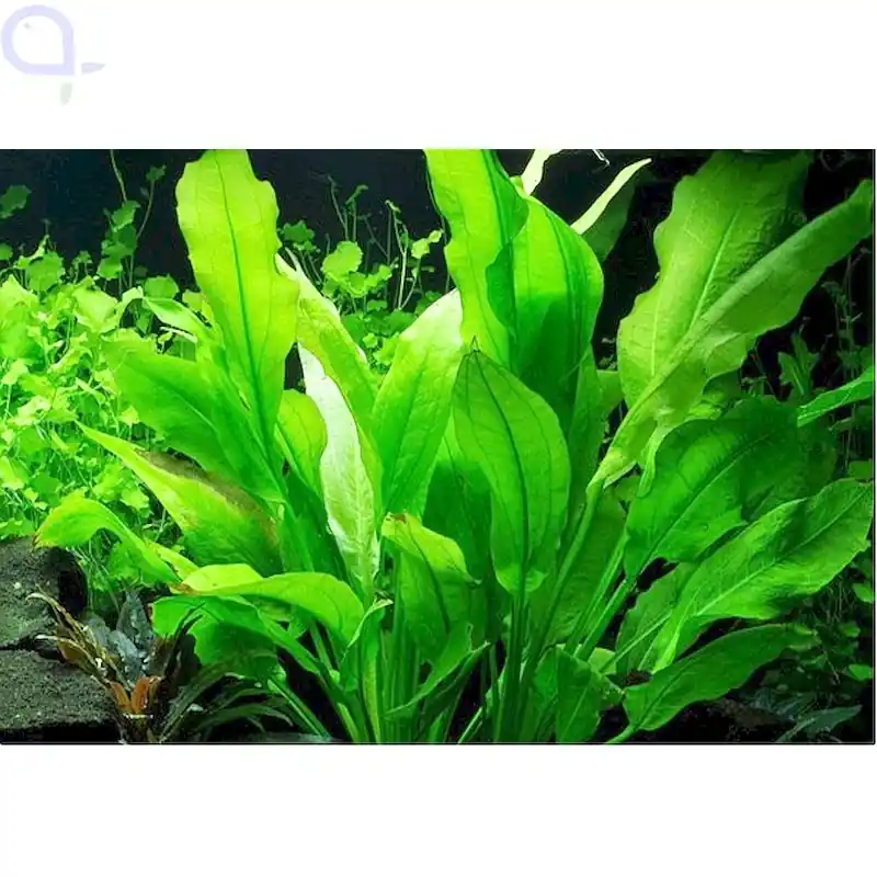 Direkt Vom Hersteller Echinodorus grisebachii 'Bleherae' - Amazonas-Schwertpflanze Bund