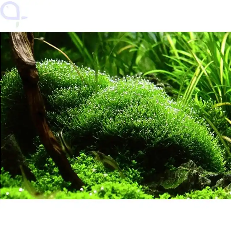 Riccia fluitans - Teichlebermoos - InVitro Sichere Zahlung