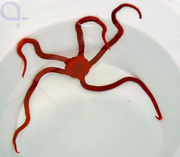 Ophioderma squamosissima - Roter Karibik-Schlangenseestern Kracherpreis