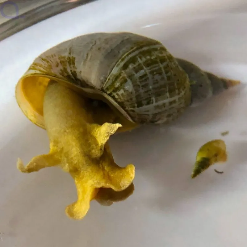 Spitzschlammschnecke - Lymnaea stagnalis XXL Schnäppchen