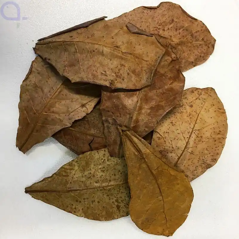 Seemandelbaumblätter - Catappa Leaves 10 Stück Meistverkauft