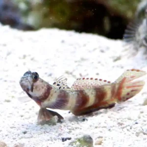 Preiswert Amblyeleotris latifasciata - Breitgebänderte Garnelengrundel