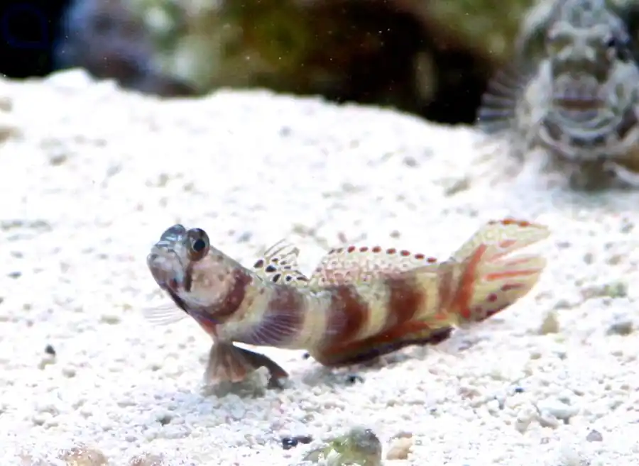 Preiswert Amblyeleotris latifasciata - Breitgebänderte Garnelengrundel