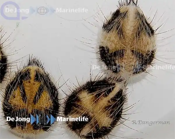 Maretia planulata - Irregulärer Herzseeigel Neu Im Sortiment
