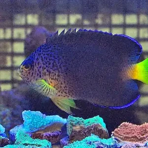 Finale Aktion Centropyge debelius - Blauer Mauritius-Zwergkaiserfisch