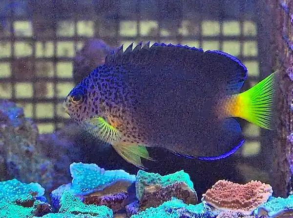 Finale Aktion Centropyge debelius - Blauer Mauritius-Zwergkaiserfisch