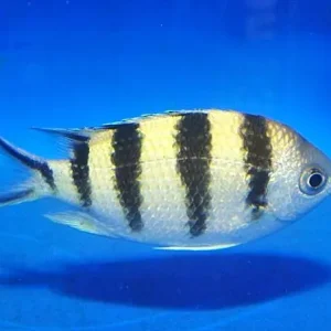 Abudefduf sexfasciatus - Scherenschwanz-Sergeant Nur Für Kurze Zeit