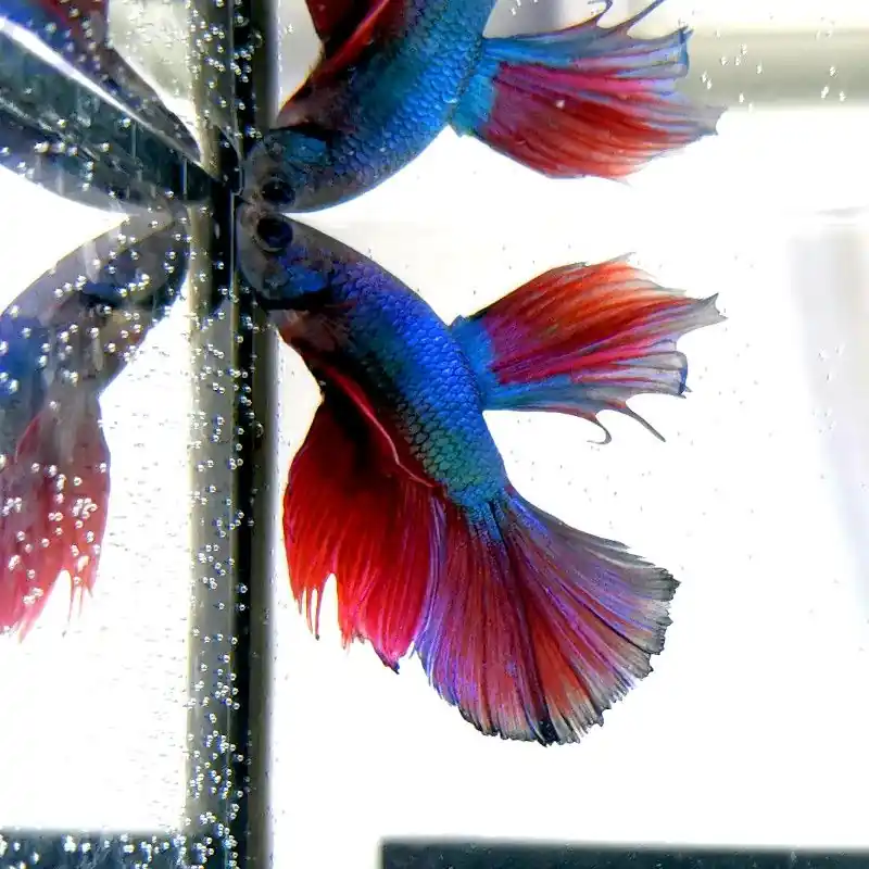 Rabatt Kampffisch Halfmoon "Rainbow" - Betta splendens