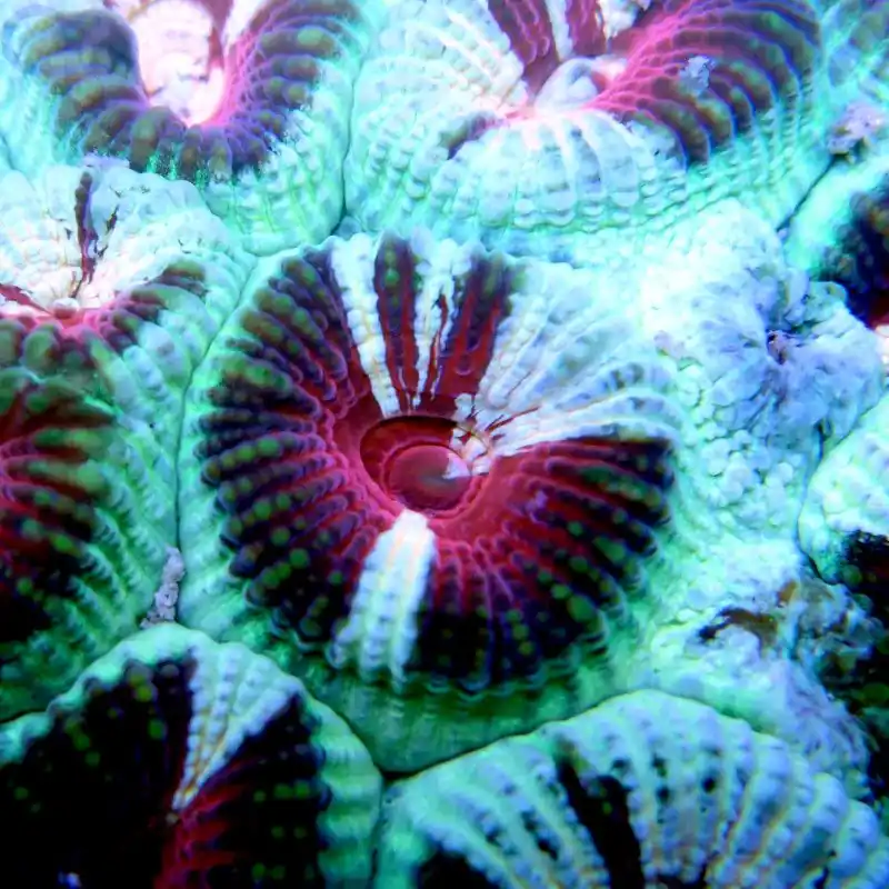 Bestpreis Favia sp. "Red Eyes Premium"