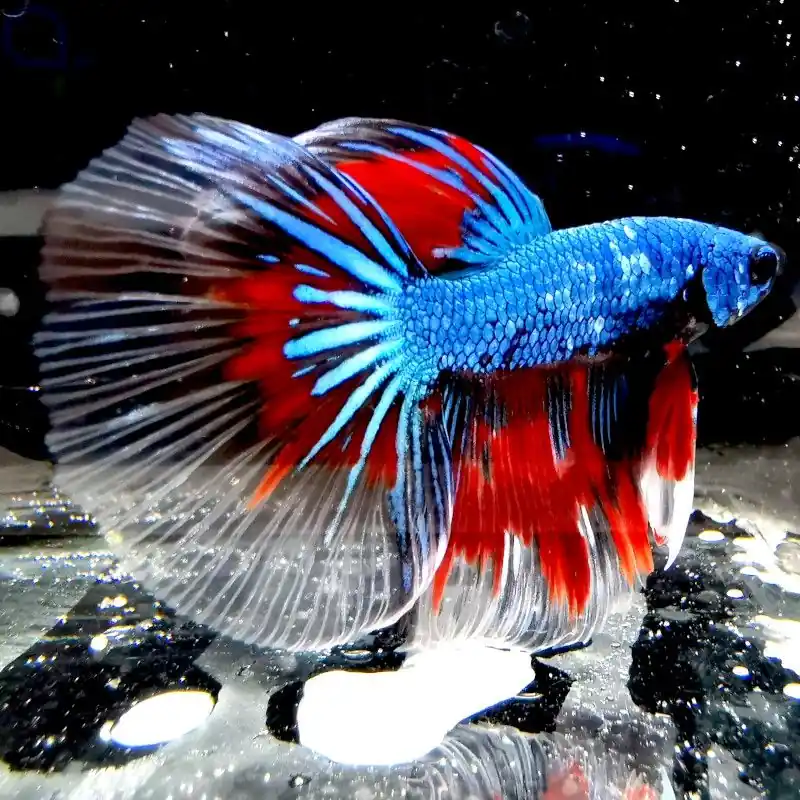 Kampffisch Glassfin HM "Multicolor" - Betta splendens Nur Heute