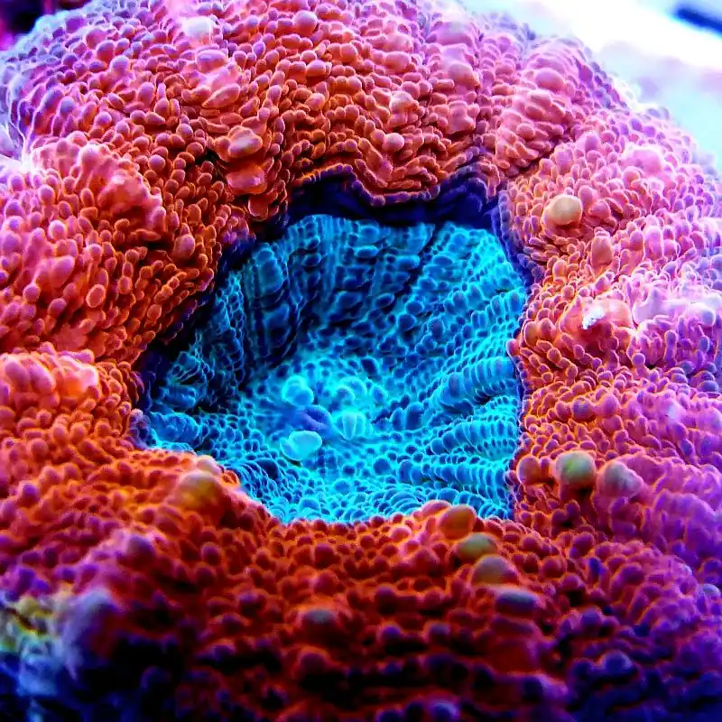 Lobophyllia sp. "Rot-Blau" Direktkauf
