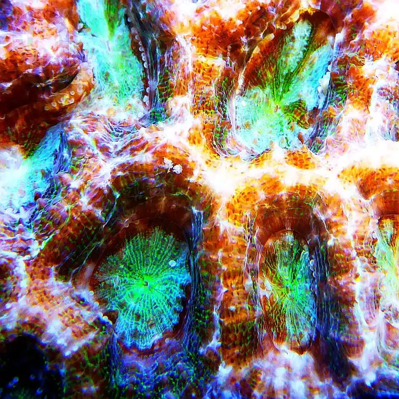 Sofort Bestellen Acanthastrea bowerbanki ULTRA "Orange-Grün" XXL