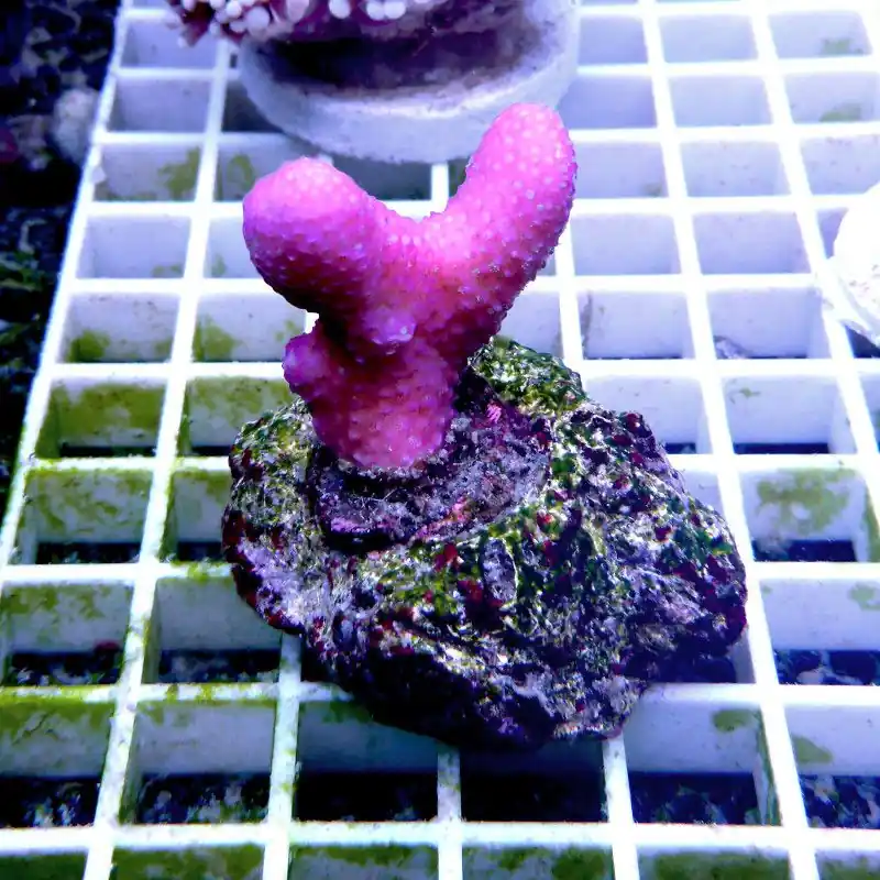 Sichere Zahlung Stylophora pistillata "Tonga Pink"