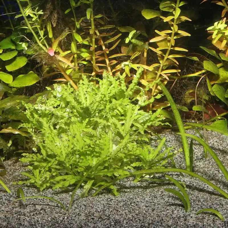 Wochenendangebot JBL Sansibar Grey 5 kg
