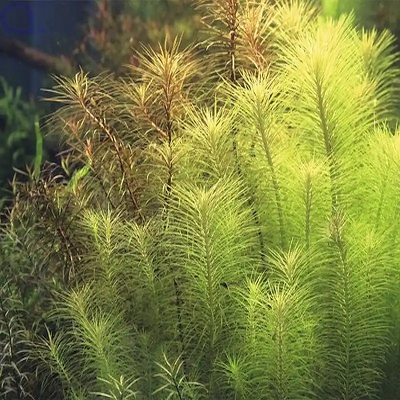 Neuheit Pogostemon deccanensis - Dekkan Sternpflanze - In-Vitro