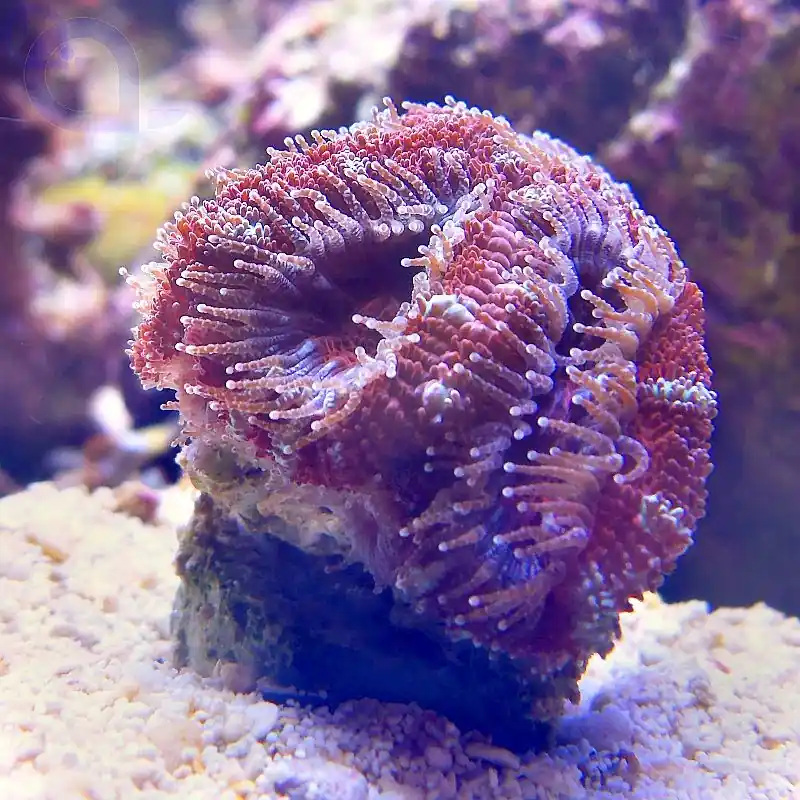 Acanthastrea lordhowensis rot #15 Begrenztes Angebot