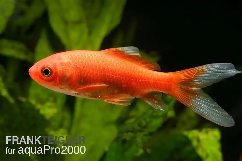 Goldfisch Gruppe rot 5 Stück - Carassius auratus 10-12 cm Begrenztes Angebot