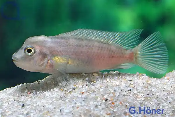 Buckelkopfcichlide - Steatocranus casuarius Ausverkauf