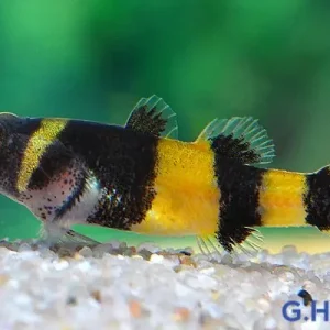 Sofort Bestellen Goldringelgrundel - Brachygobius xanthozonus (doriae)