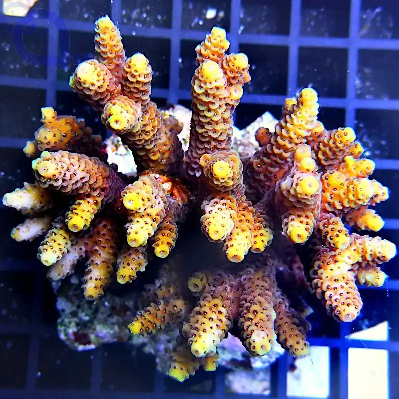 Acropora millepora - Gold #181 Preisknaller