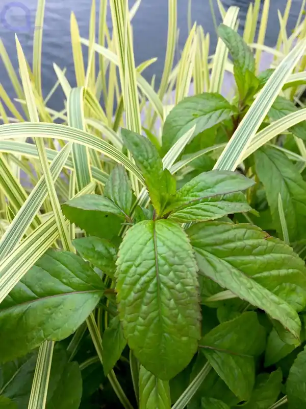 Echt Mentha aquatica - Wasserminze XL 18x18 cm