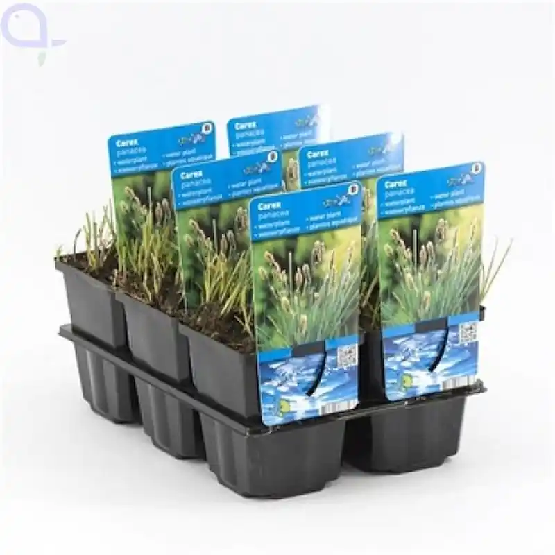 Carex panacea - Segge Abverkauf