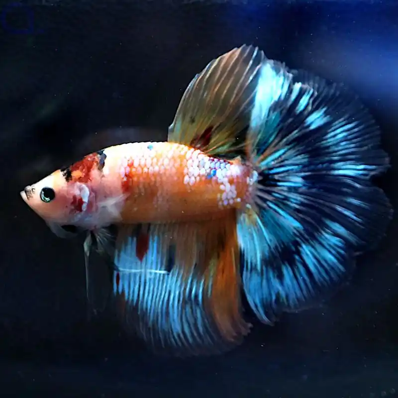 Kampffisch Halfmoon - Koi - Betta splendens *20 Sonderangebot