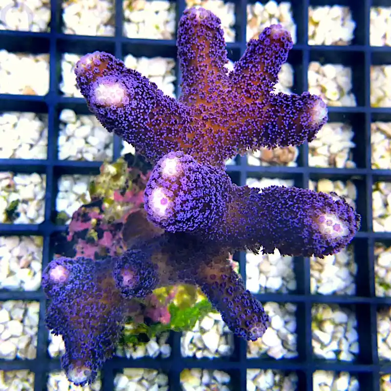 Sichere Zahlung Stylophora - Milka #10
