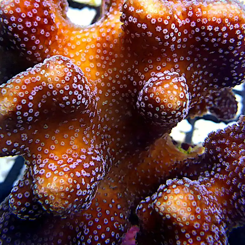 Beliebt Stylophora - Flame red #37
