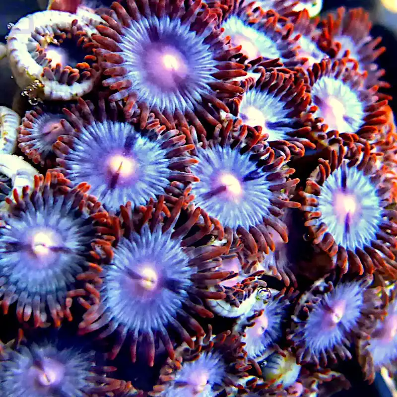Zoanthus - Blue flame #13 Sale