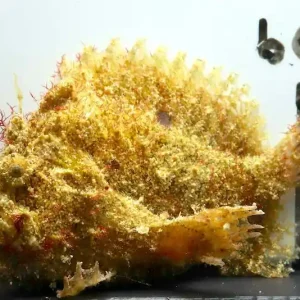 Lophiocharon lithinostomus - Marmormaul Anglerfisch - DNZ Neue Kollektion
