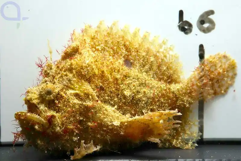 Lophiocharon lithinostomus - Marmormaul Anglerfisch - DNZ Neue Kollektion