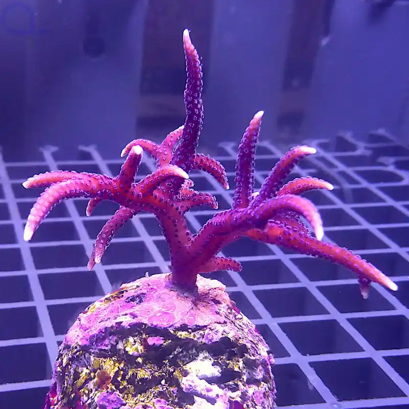 Seriatopora hystrix - Pink #10 Begrenztes Angebot