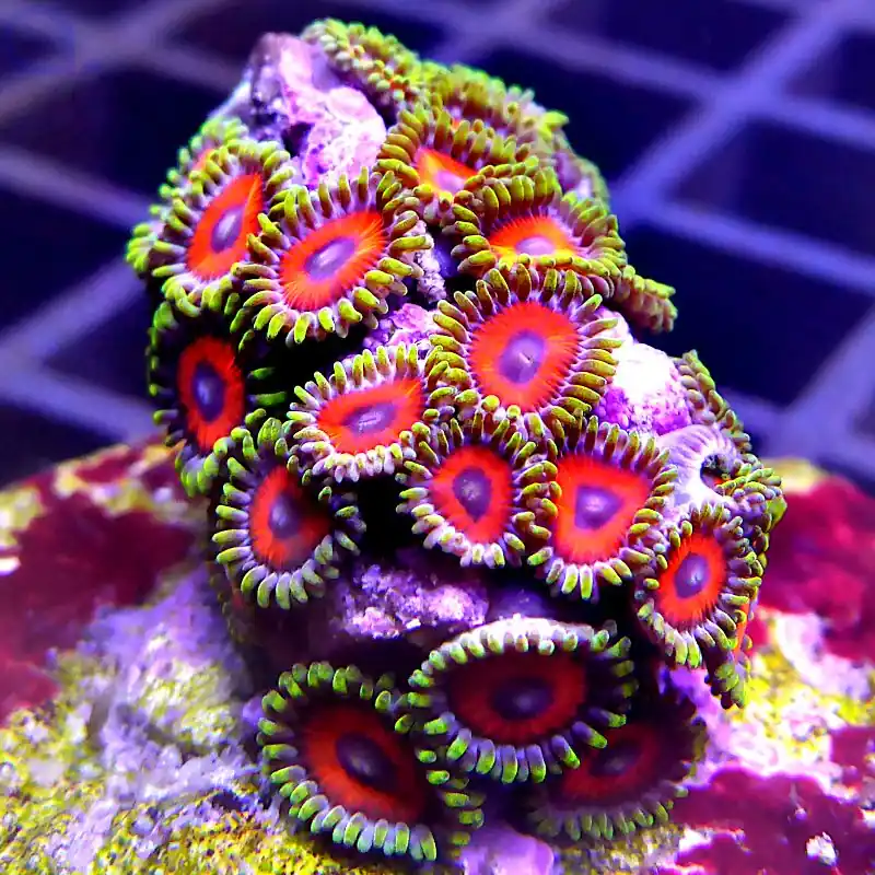 Zoanthus - Jungle #15 Knallerangebot