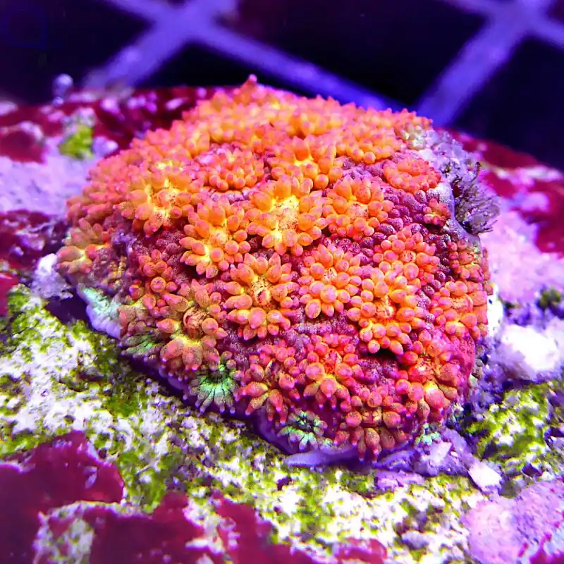 Goniopora - Golden Nugget - Rarität #31 Neue Ware
