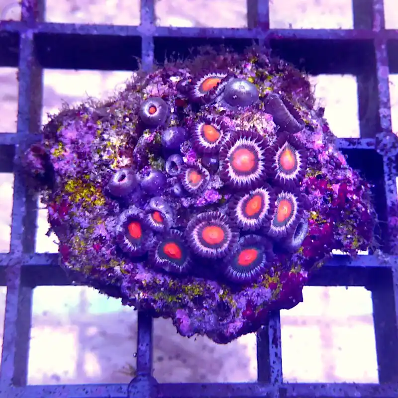 Zoanthus - Blow Pop #15 Highlight
