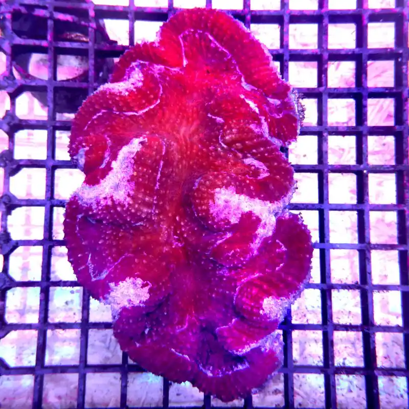 Symphyllia - Premium Red #05 Markenprodukt