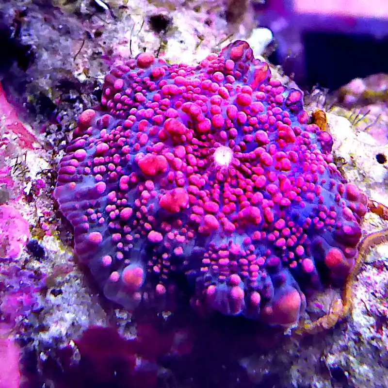 Discosoma - Red Spot Ultra #30 Nur Heute