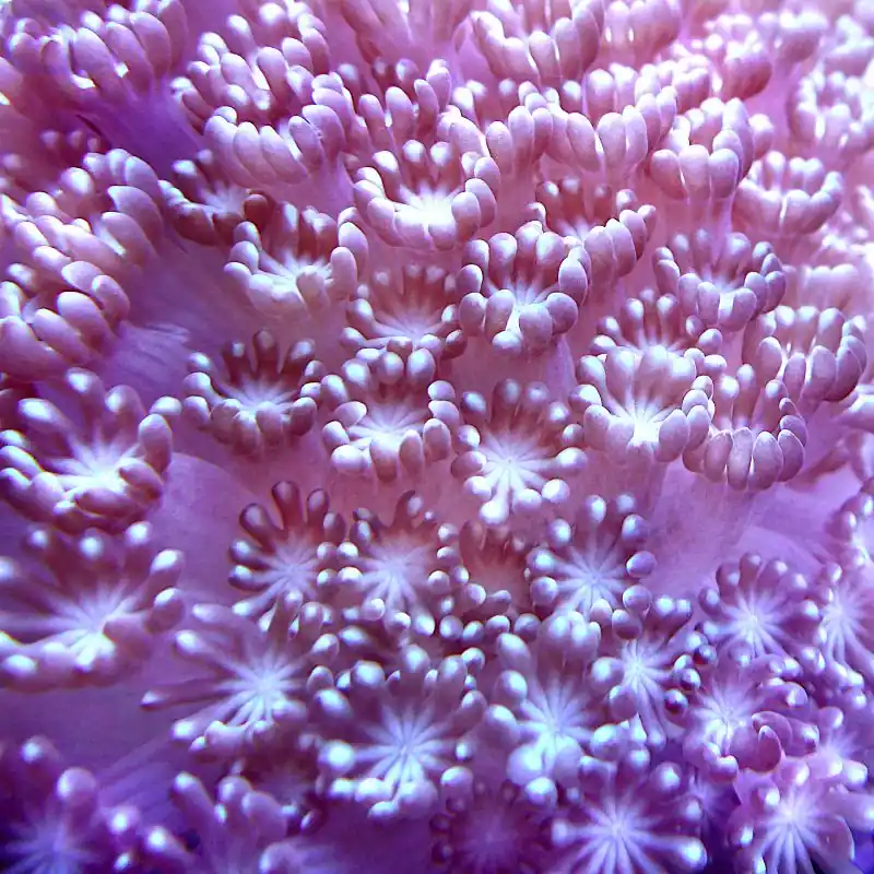 Rabatt Alveopora - Little Flower #141